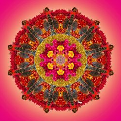 wings of flowers - 70x70cm (nr 2014016d)